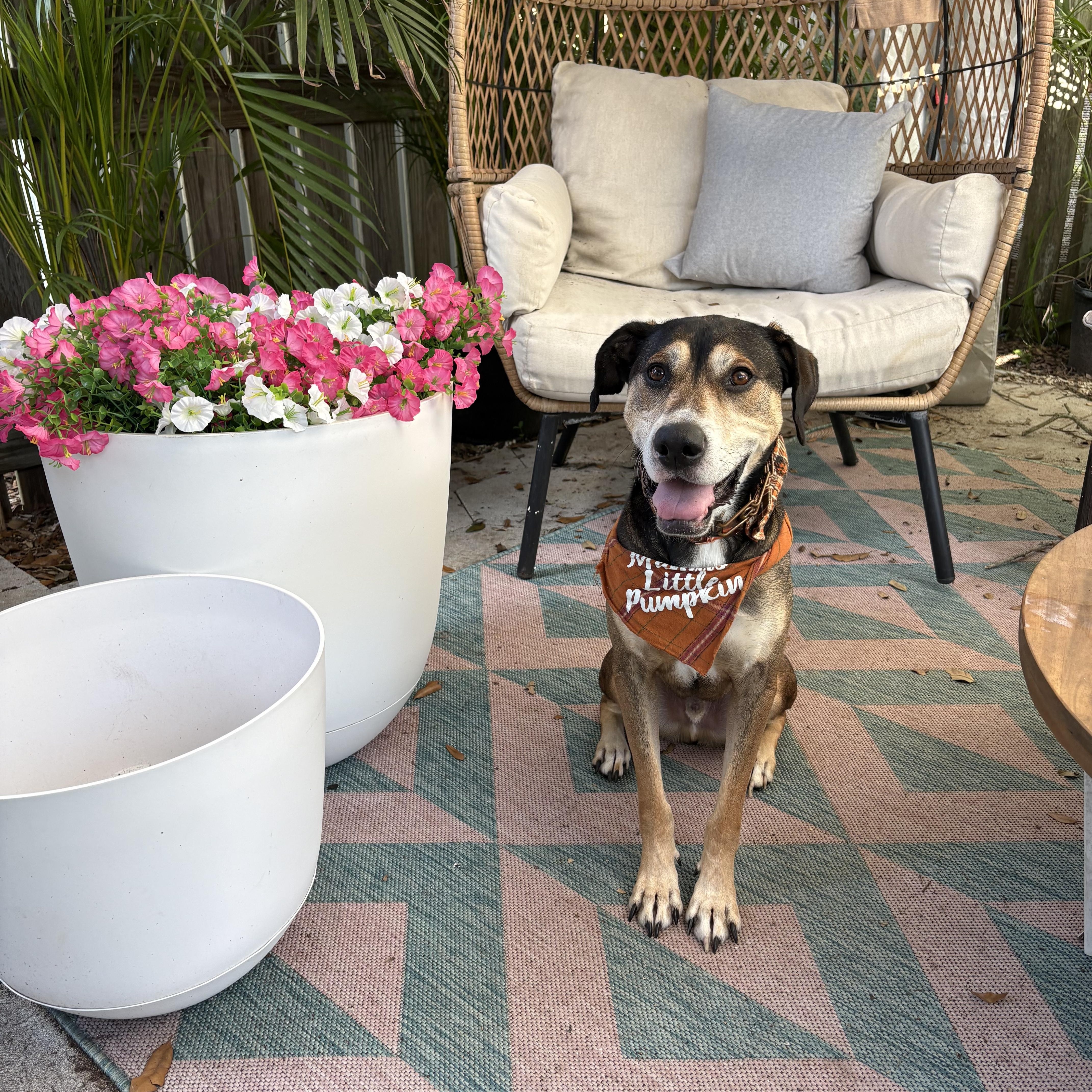 An adult medium-sized male Labrador Retriever dog named Whiskey for adoption in Tampa, FL