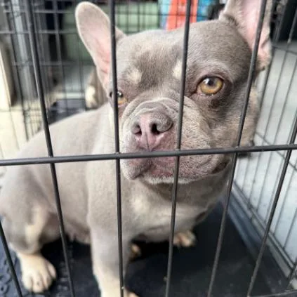 An adult medium-sized female Gray / Blue / Silver French Bulldog dog named Pippa for adoption in Huber Heights, OH