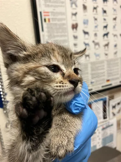 A baby small-sized female Domestic Short Hair cat named Paprika for adoption in Long Beach, CA