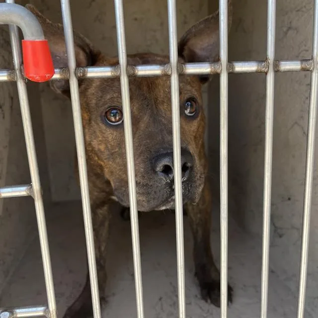 A young medium-sized male Pit Bull Terrier dog named Chester for adoption in Indianapolis, IN