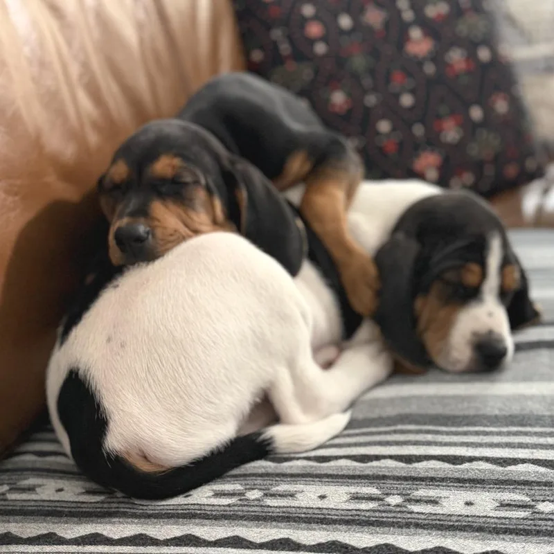 Guinness thumbnail 5