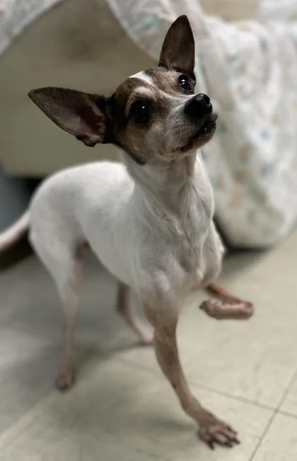 Stella