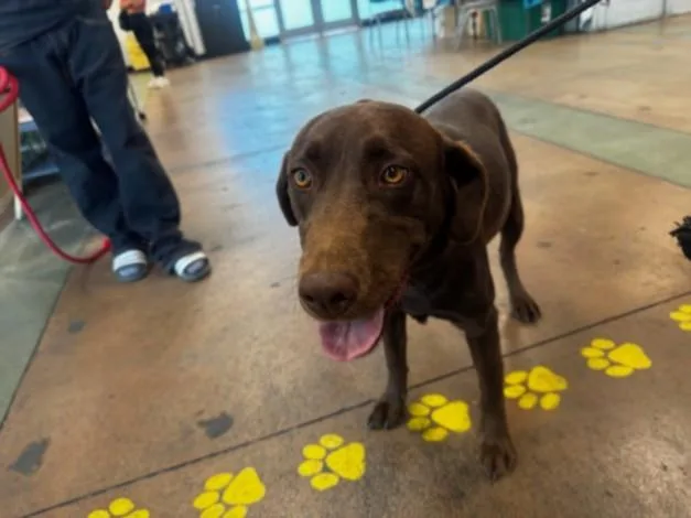 An adult large-sized female Labrador Retriever dog named Lily Bell for adoption in Van Nuys, CA
