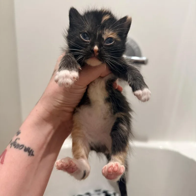 A baby small-sized female Calico Domestic Short Hair cat named Connie for adoption in Inman, SC