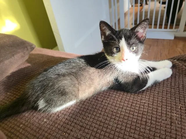 A baby medium-sized male Domestic Short Hair cat named Milk Bottle for adoption in Cincinnati, OH