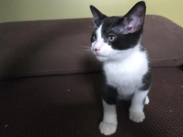 Milk Bottle thumbnail 4