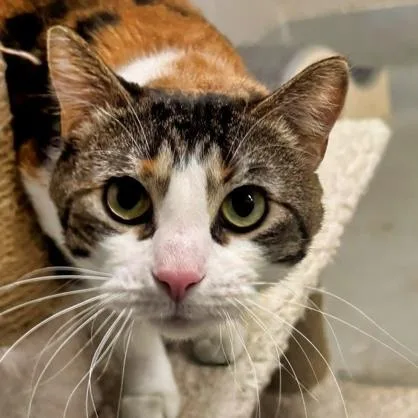 An adult medium-sized female Calico Domestic Short Hair cat named Cc for adoption in Rochester, MN