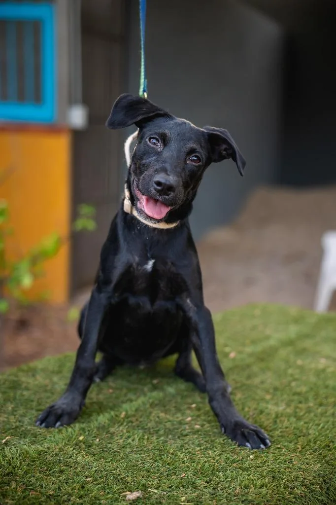 A baby medium-sized female Rat Terrier dog named Karlota for adoption in Anacortes, WA