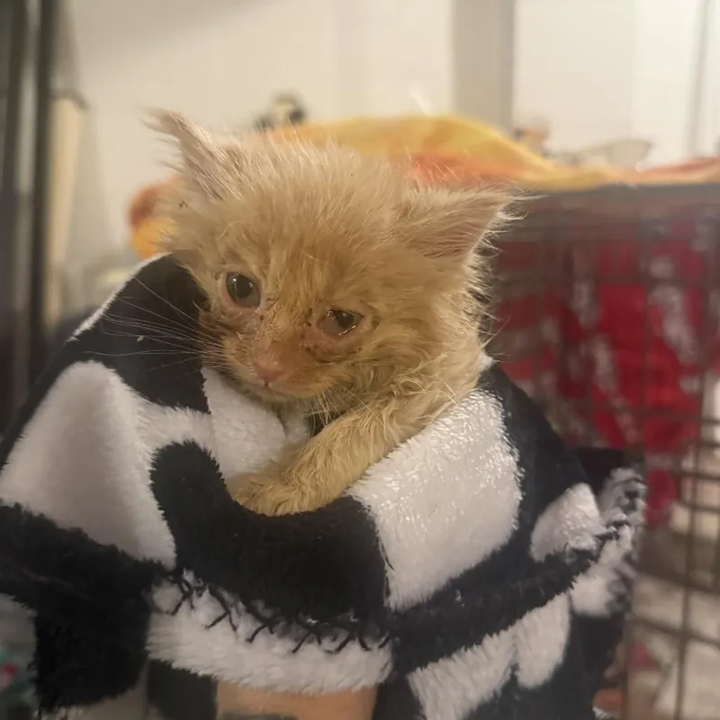 A baby small-sized male Orange / Red Domestic Medium Hair cat named Hazy for adoption in Uniontown, PA