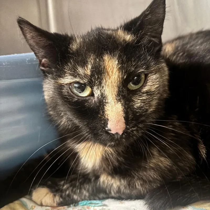 An adult medium-sized female Tortoiseshell Domestic Short Hair cat named Junie C for adoption in Napoleon, OH