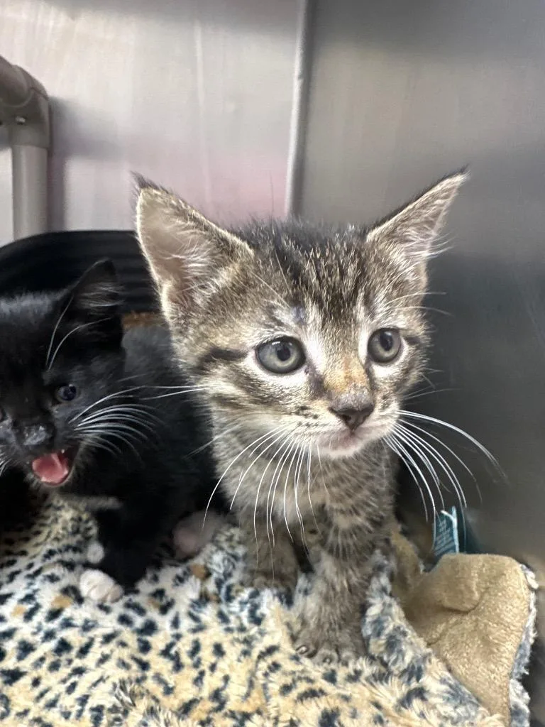 A baby medium-sized male Domestic Short Hair cat named Dandelion for adoption in Pomona, NY