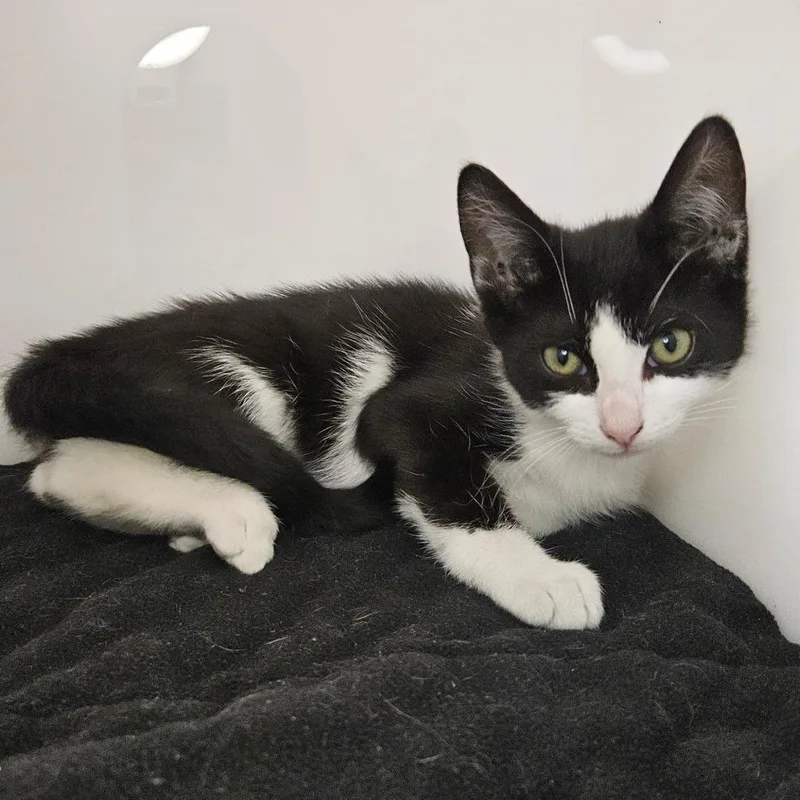 A young small-sized female Domestic Short Hair cat named Sphinx Moth for adoption in Los Angeles, CA