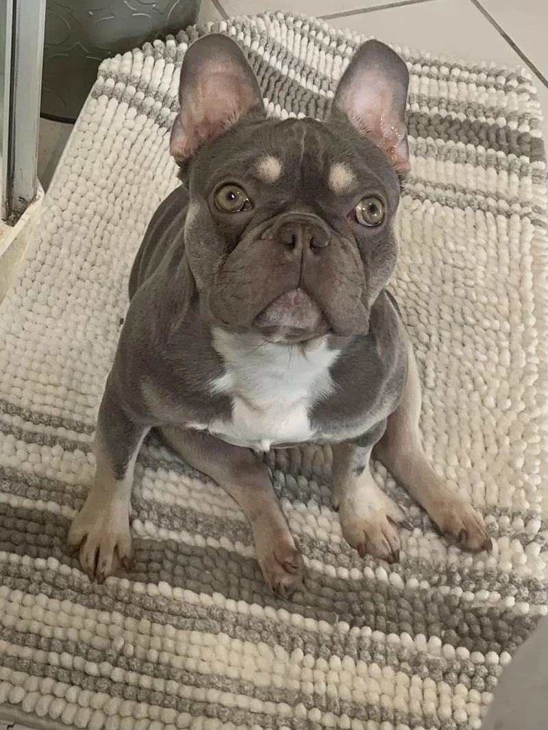 An adult medium-sized male French Bulldog dog named Chevy for adoption in West Richland, WA