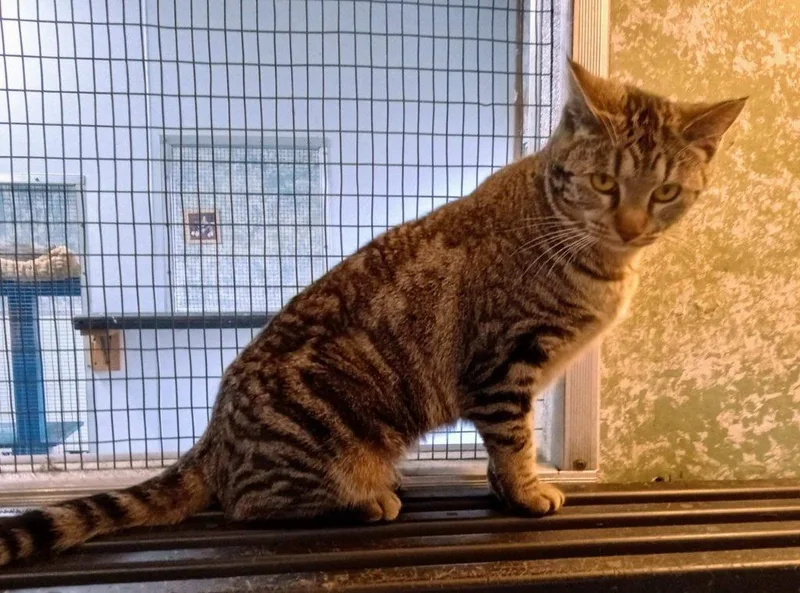 A young medium-sized female Domestic Short Hair cat named Smokey for adoption in Buffalo, MO