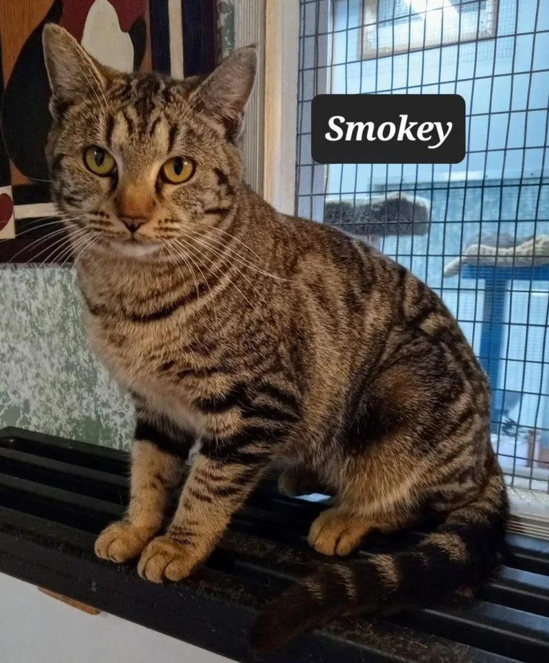 Smokey thumbnail 4