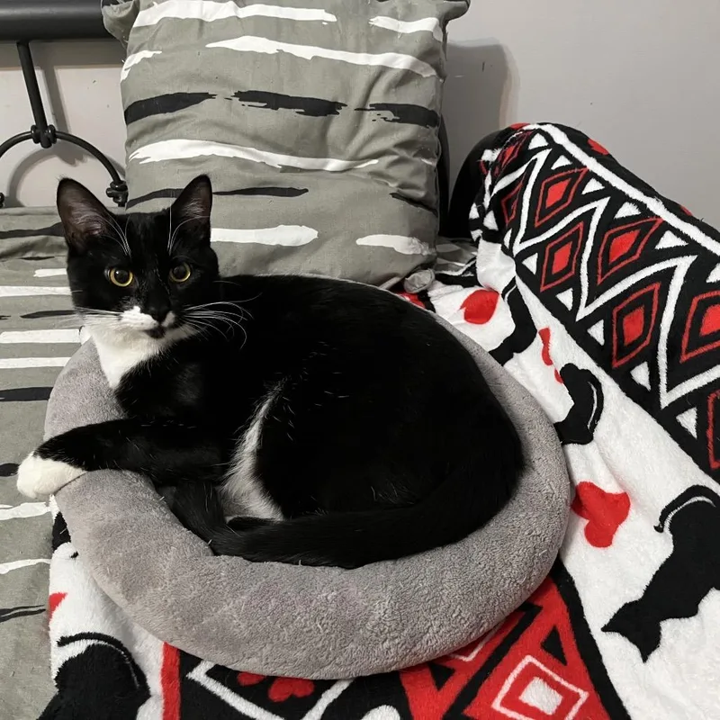 Prince Bambi Aka Bubba thumbnail 2