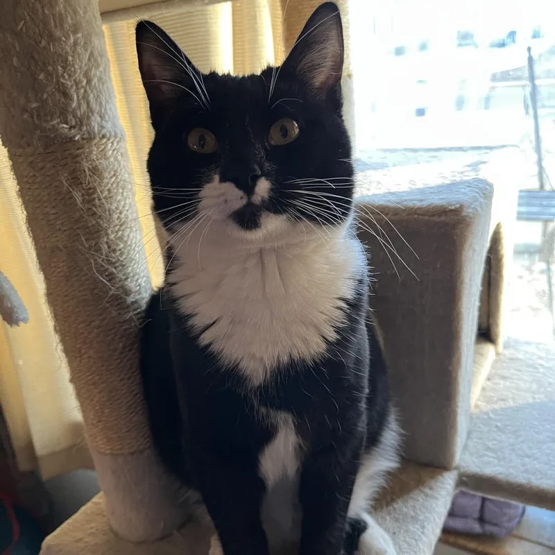 Prince Bambi Aka Bubba thumbnail 3