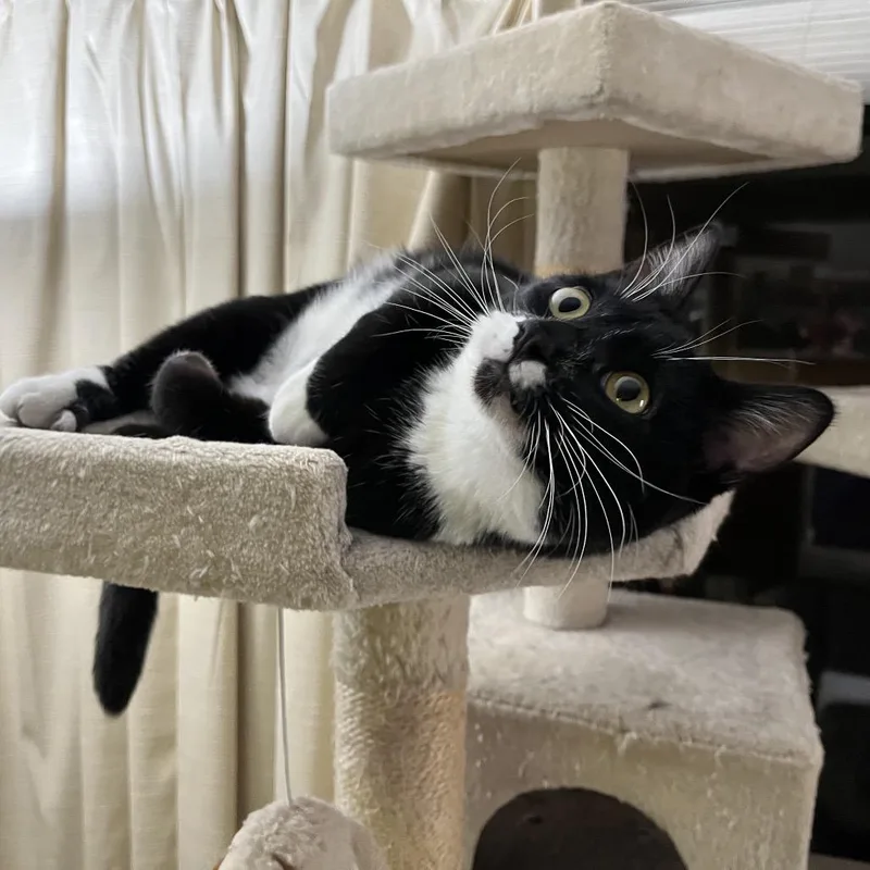 Prince Bambi Aka Bubba thumbnail 4