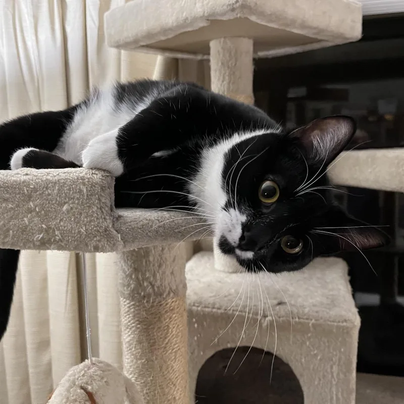 Prince Bambi Aka Bubba thumbnail 5