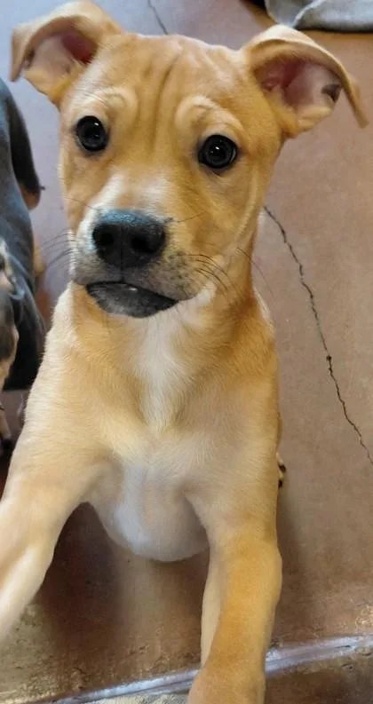 A baby medium-sized male Yellow / Tan / Blond / Fawn Mixed Breed dog named Sven for adoption in Stanwood, WA