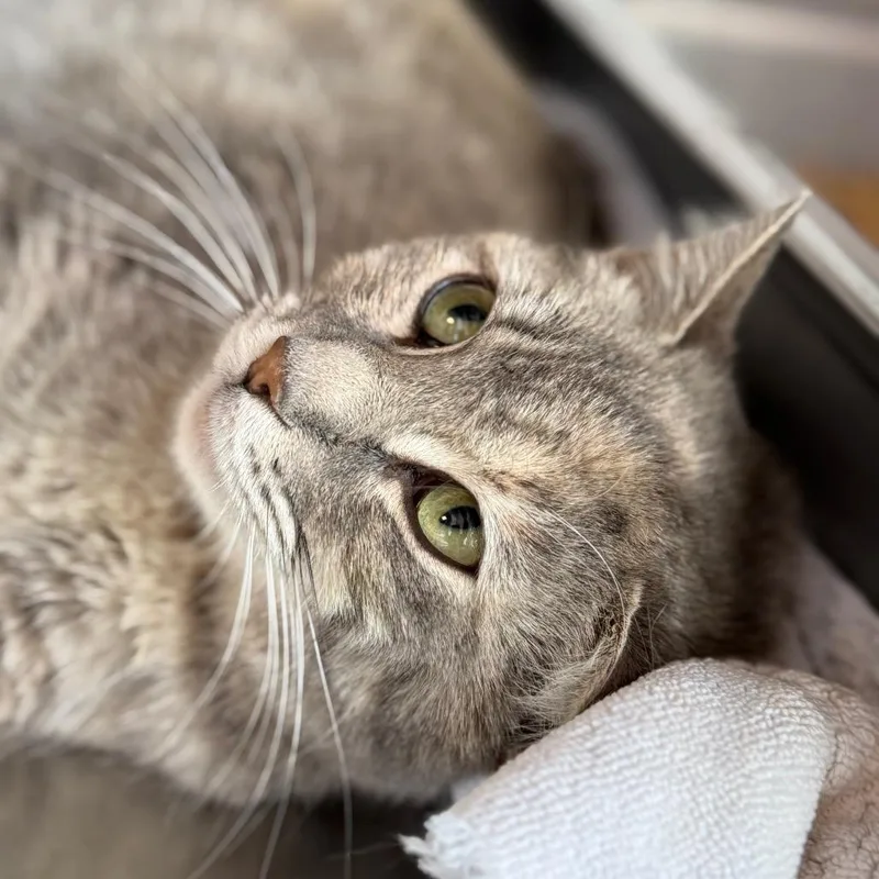 An adult medium-sized female Orange / Red Domestic Short Hair cat named Mary for adoption in Madisonville, TN
