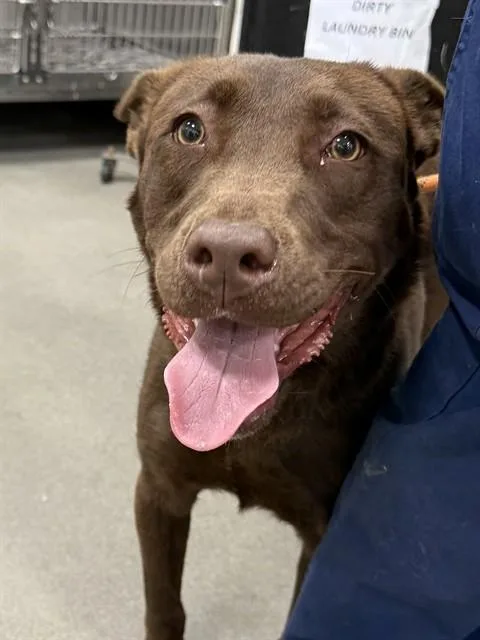 A young medium-sized female Pit Bull Terrier dog named Marsha for adoption in Upper Marlboro, MD