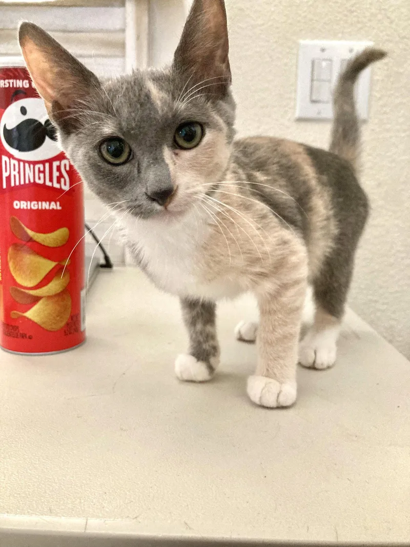 A baby small-sized female Domestic Short Hair cat named Sweetie for adoption in San Diego, CA