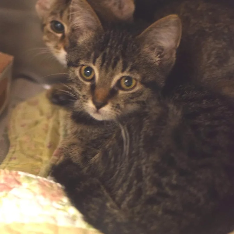 A baby small-sized female Brown / Chocolate Domestic Short Hair cat named Rachel Berry  Petsmart for adoption in Belleville, IL