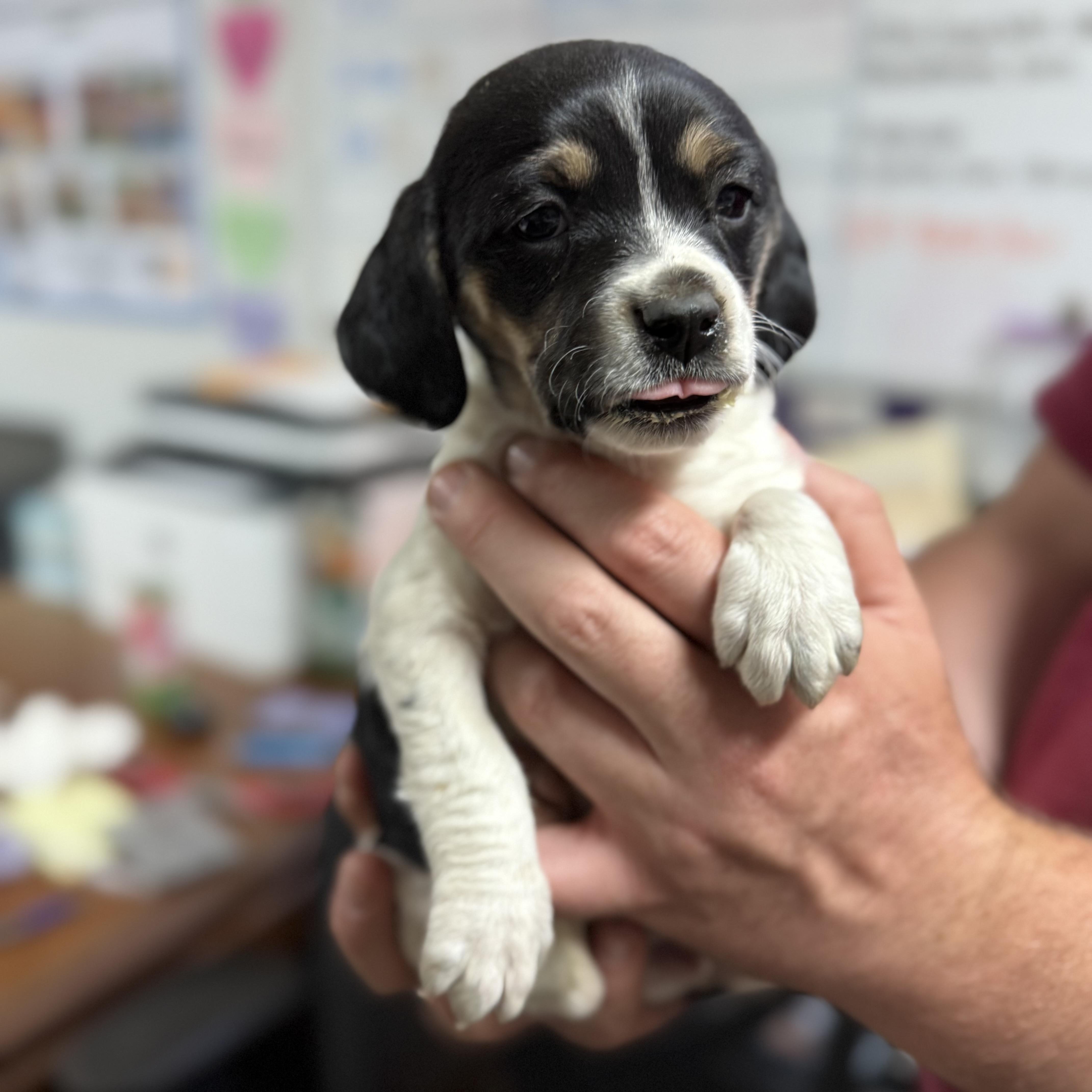 Fruit Cup thumbnail 2