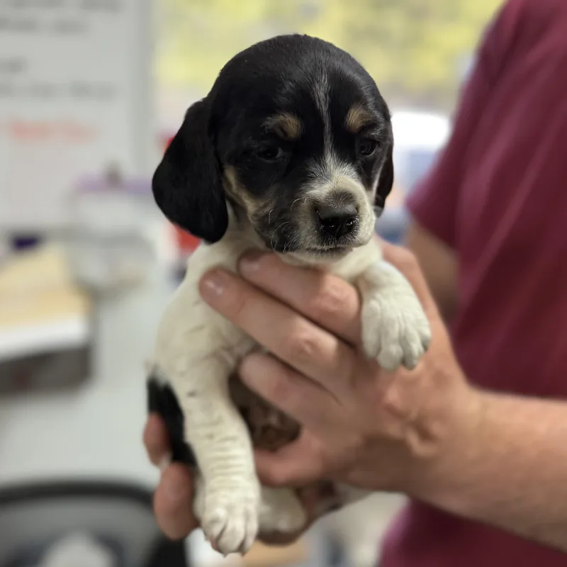 Fruit Cup thumbnail 3