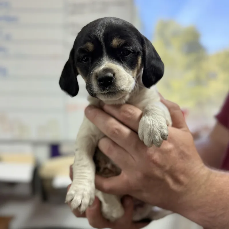 A baby small-sized female Tricolor (Brown, Black, & White) Beagle dog named Fruit Cup for adoption in Columbia, SC
