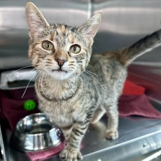 A baby small-sized female Torbie Domestic Medium Hair cat named Twinkle for adoption in Matteson, IL