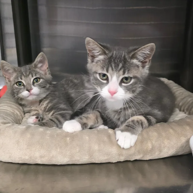 A baby small-sized male Gray / Blue / Silver Domestic Short Hair cat named Kentucky Wonder for adoption in Falls Church, VA