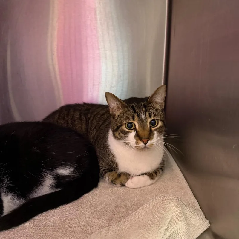 An adult large-sized male Brown / Chocolate Domestic Short Hair cat named Burt for adoption in Englewood, FL