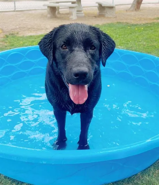 A young large-sized male Labrador Retriever dog named Monty for adoption in Riverside, CA