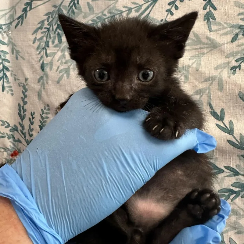 A baby small-sized male Domestic Medium Hair cat named Gilbert for adoption in San Antonio, TX