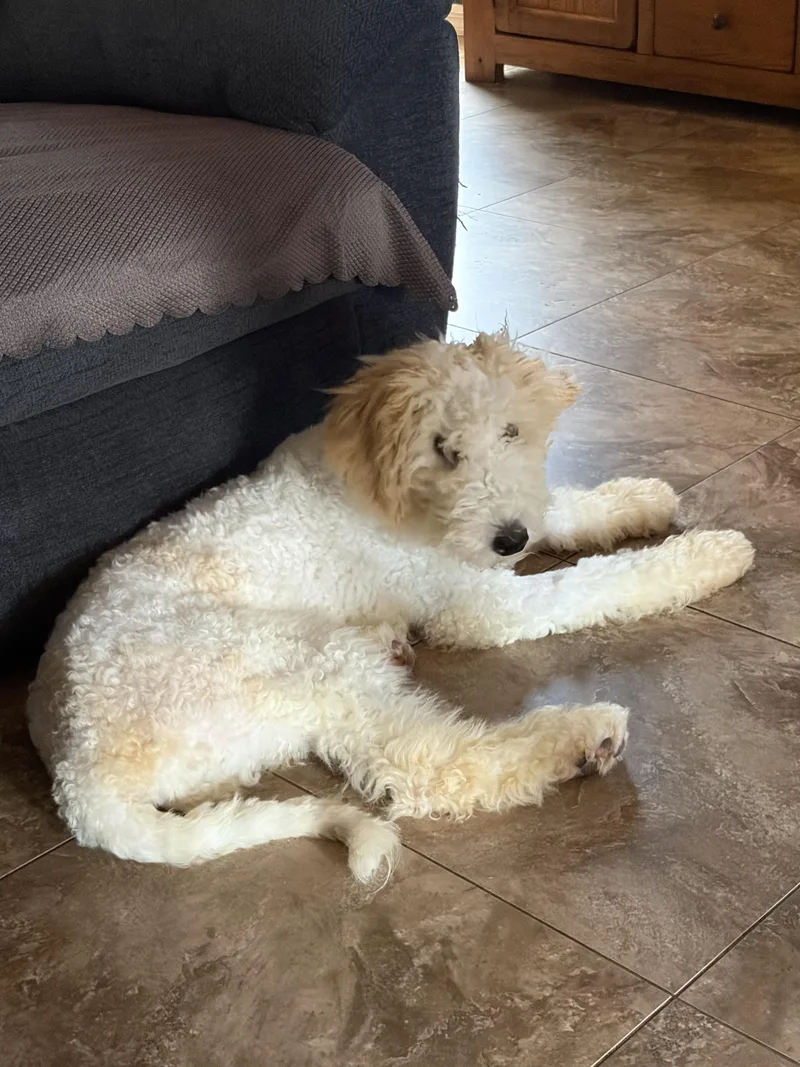 Biscuit