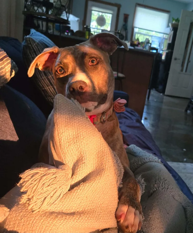 An adult medium-sized female Brindle Pit Bull Terrier dog named Minks for adoption in Springfield, IL