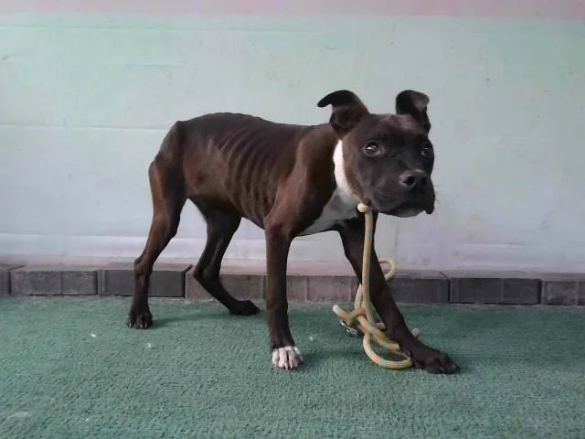 A young small-sized male Pit Bull Terrier dog named Hansel for adoption in Baldwin Park, CA