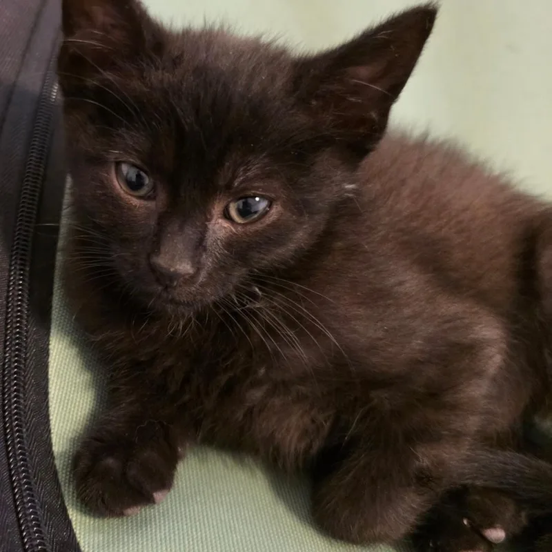 A baby small-sized male Black Domestic Short Hair cat named Bento Block for adoption in Morrison, CO