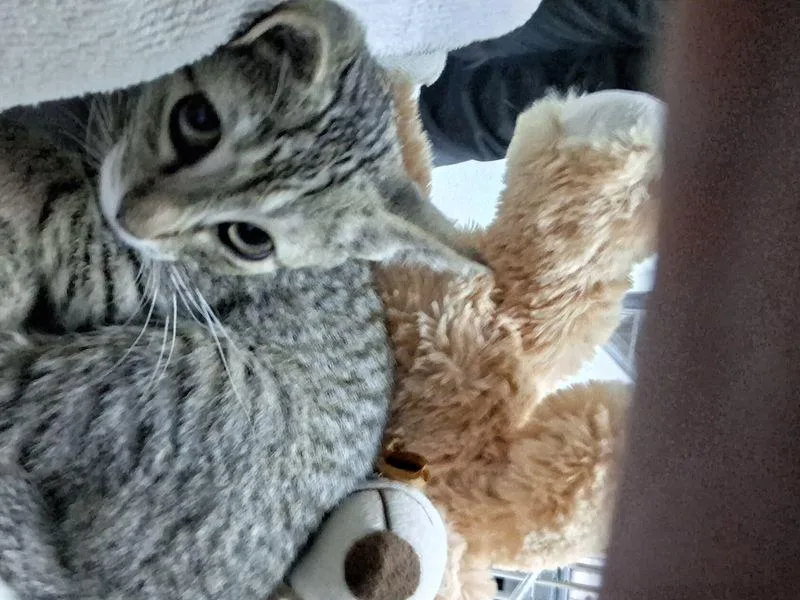 A young medium-sized male Domestic Short Hair cat named Eminem for adoption in Lake Havasu City, AZ