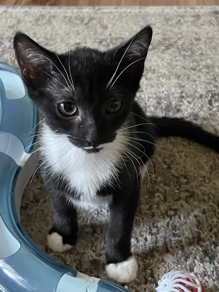 A baby medium-sized female Black & White / Tuxedo Domestic Short Hair cat named Smudge for adoption in Milltown, NJ