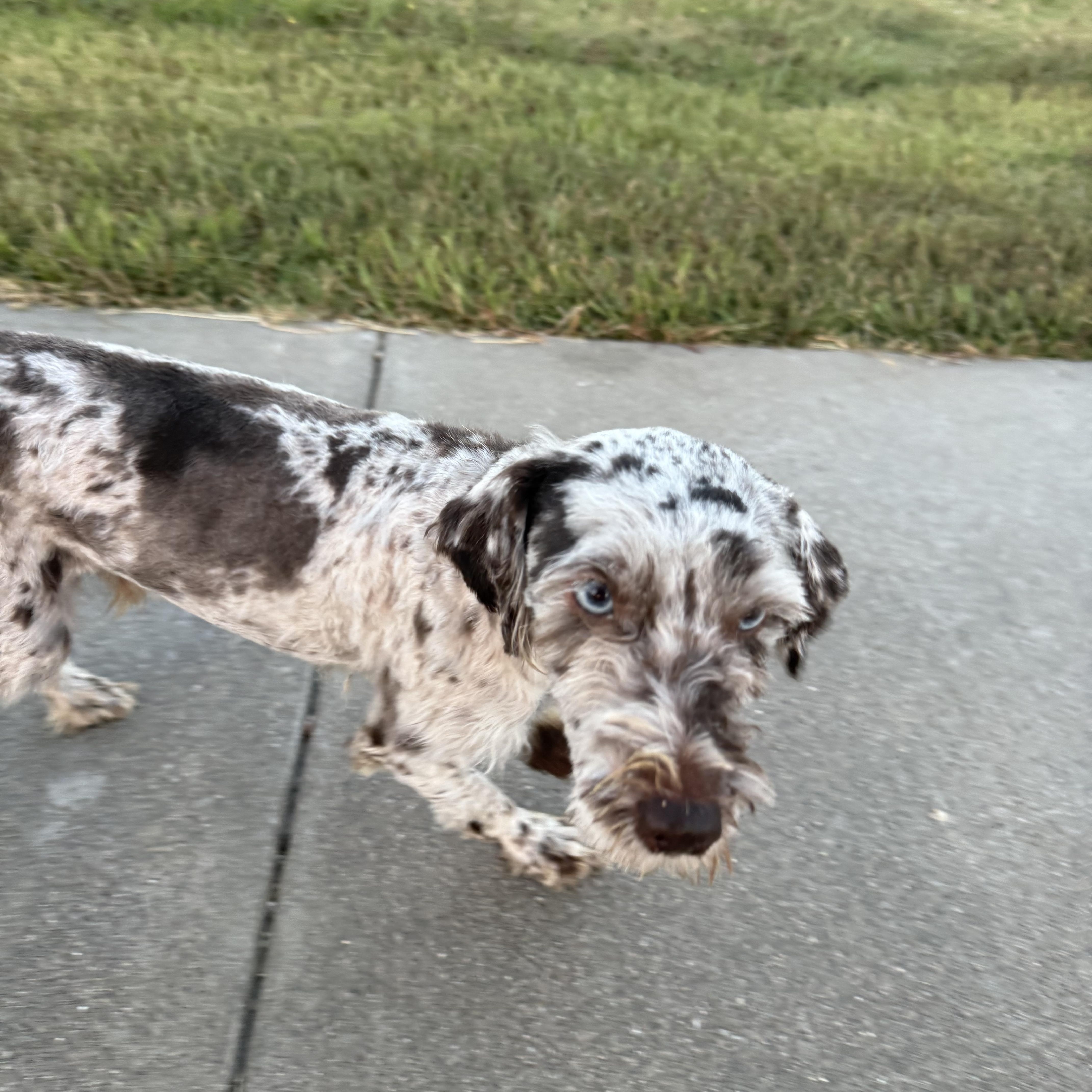 A young small-sized male Merle (Blue) Poodle dog named Niko for adoption in Ennis, TX