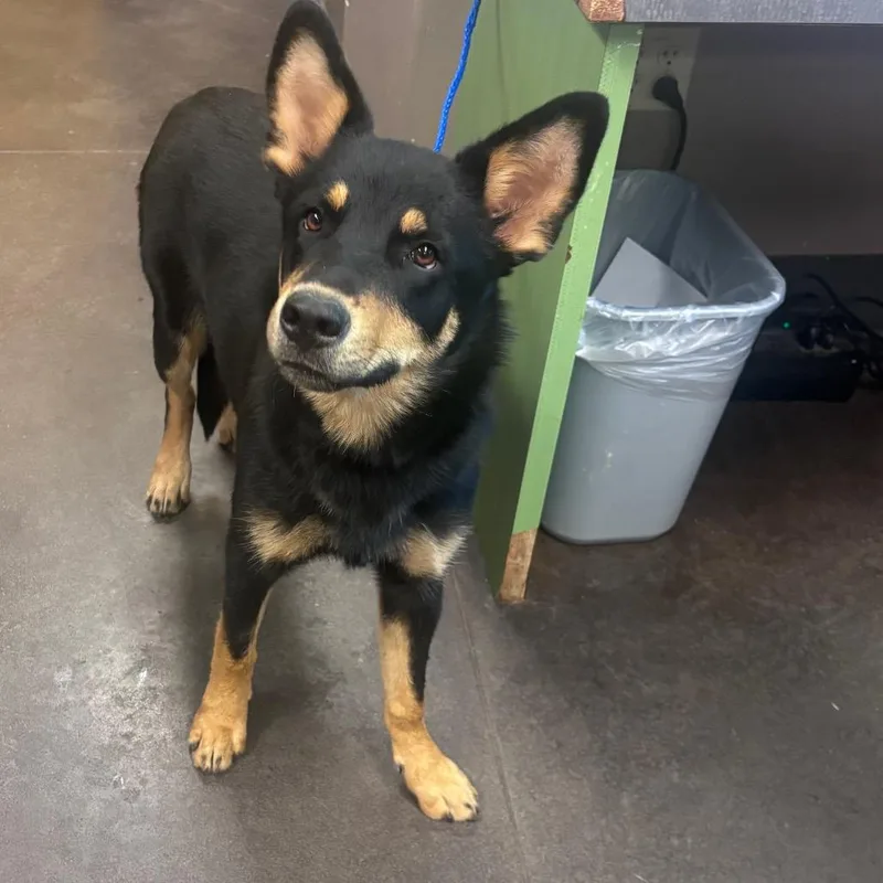 A young medium-sized female Shepherd dog named Sundance for adoption in Norman, OK