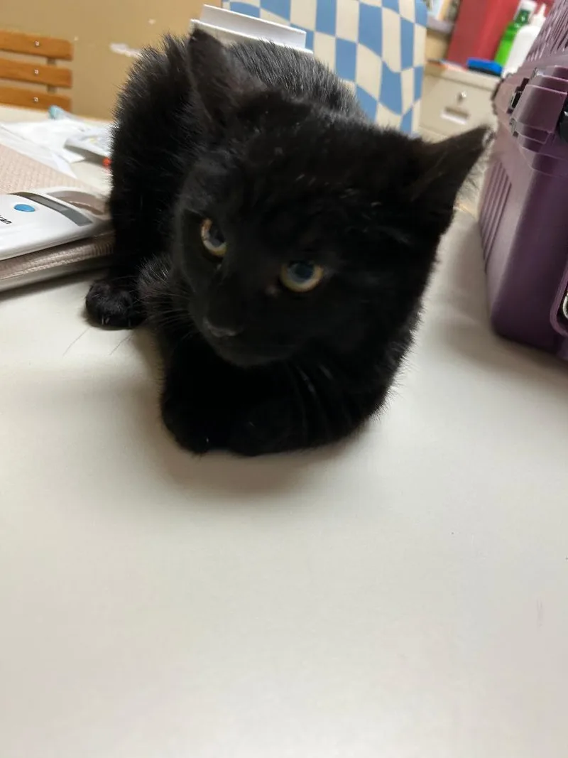 Velveteen thumbnail 2