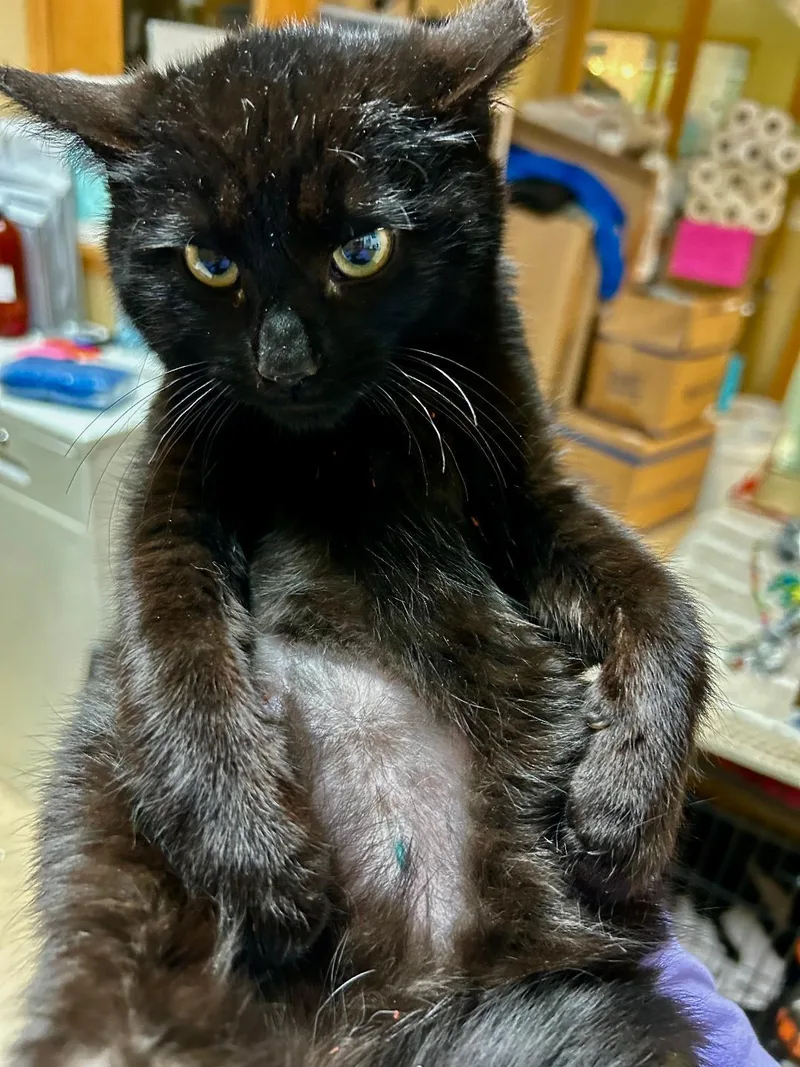 Velveteen thumbnail 3