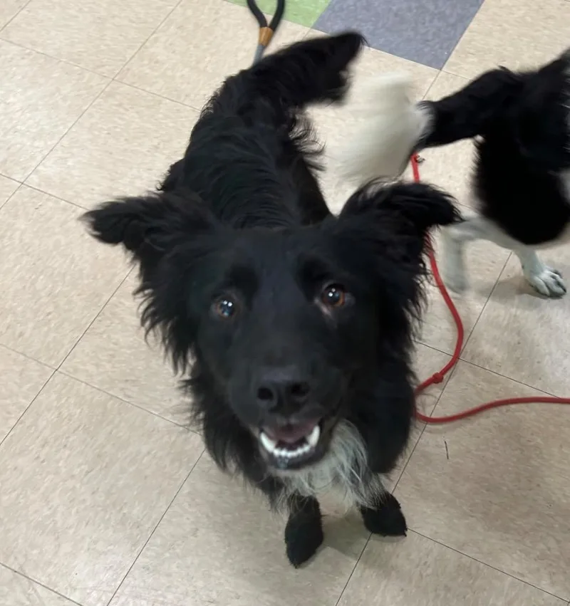 A young medium-sized male Border Collie dog named Scout for adoption in Little Rock, AR