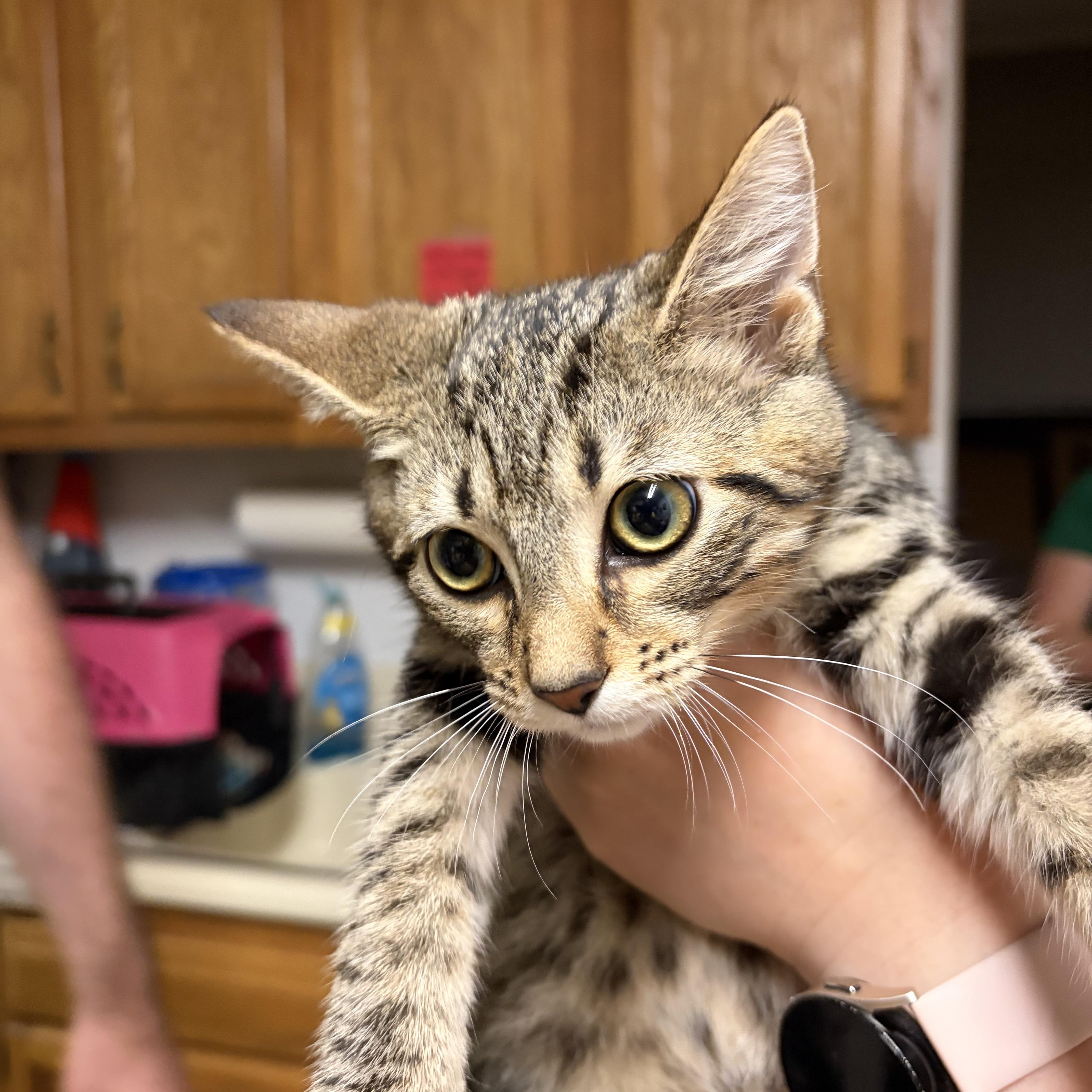 A baby medium-sized female Tabby (Brown / Chocolate) Domestic Short Hair cat named Adora for adoption in Muncie, IN