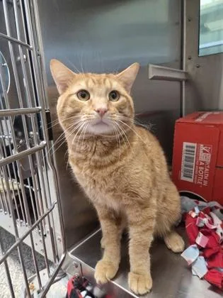 An adult medium-sized male Domestic Short Hair cat named Lou for adoption in Westland, MI