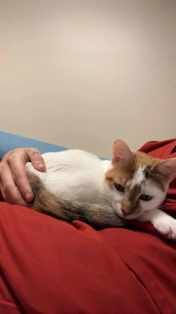 Mrs. Bob thumbnail 2